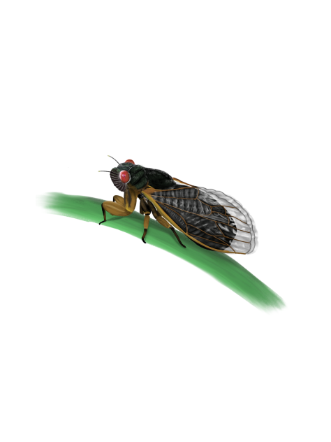 cicada