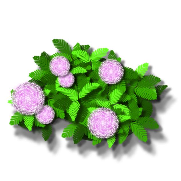 Plant Memosa Material 02