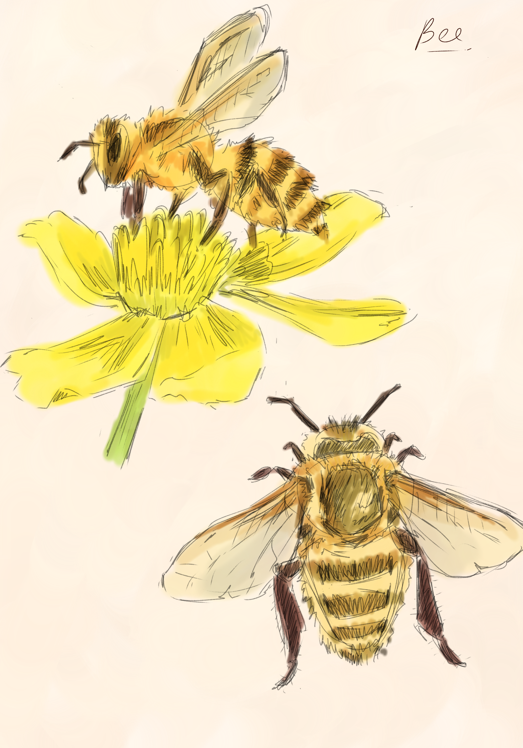 Bee - ibisPaint