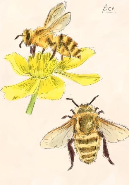 Bee - ibisPaint