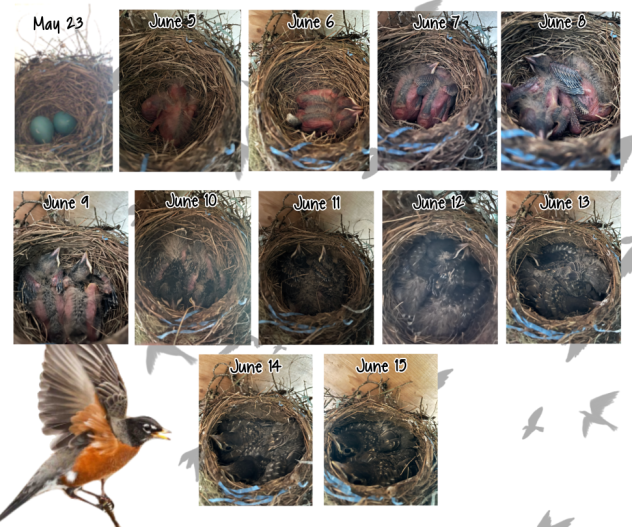 Baby Robins