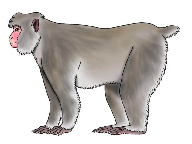 Yakushima Macaque render