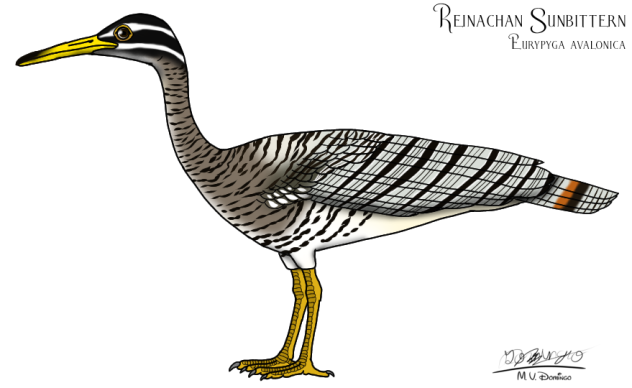 Sawintiran Sunbittern re-trim