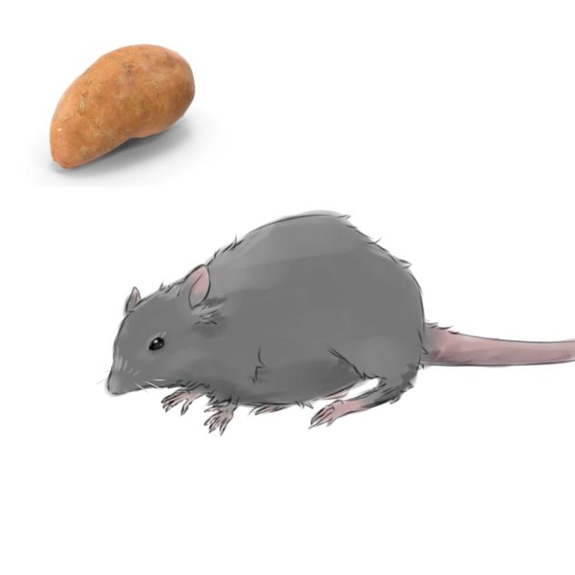 rat