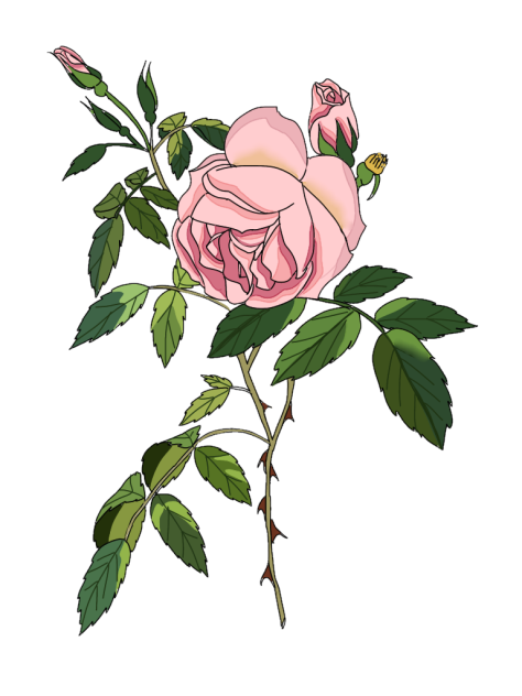 ピンクの薔薇