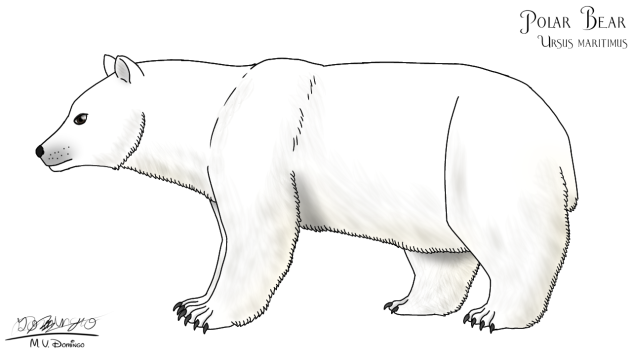 Polar Bear