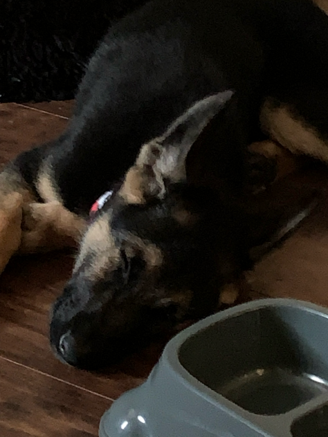 Doggo Reveal