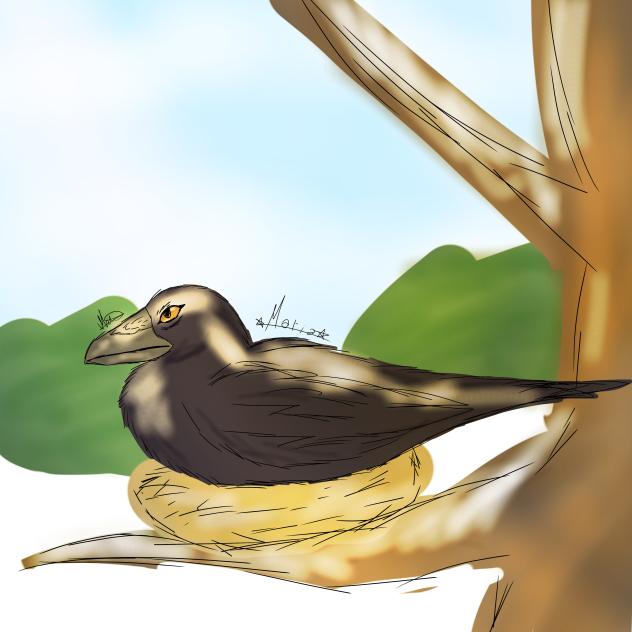 crow