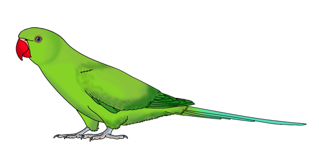 Rose Ringed Parakeet female