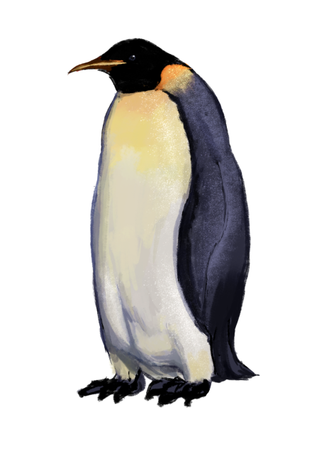 エンペラーペンギン