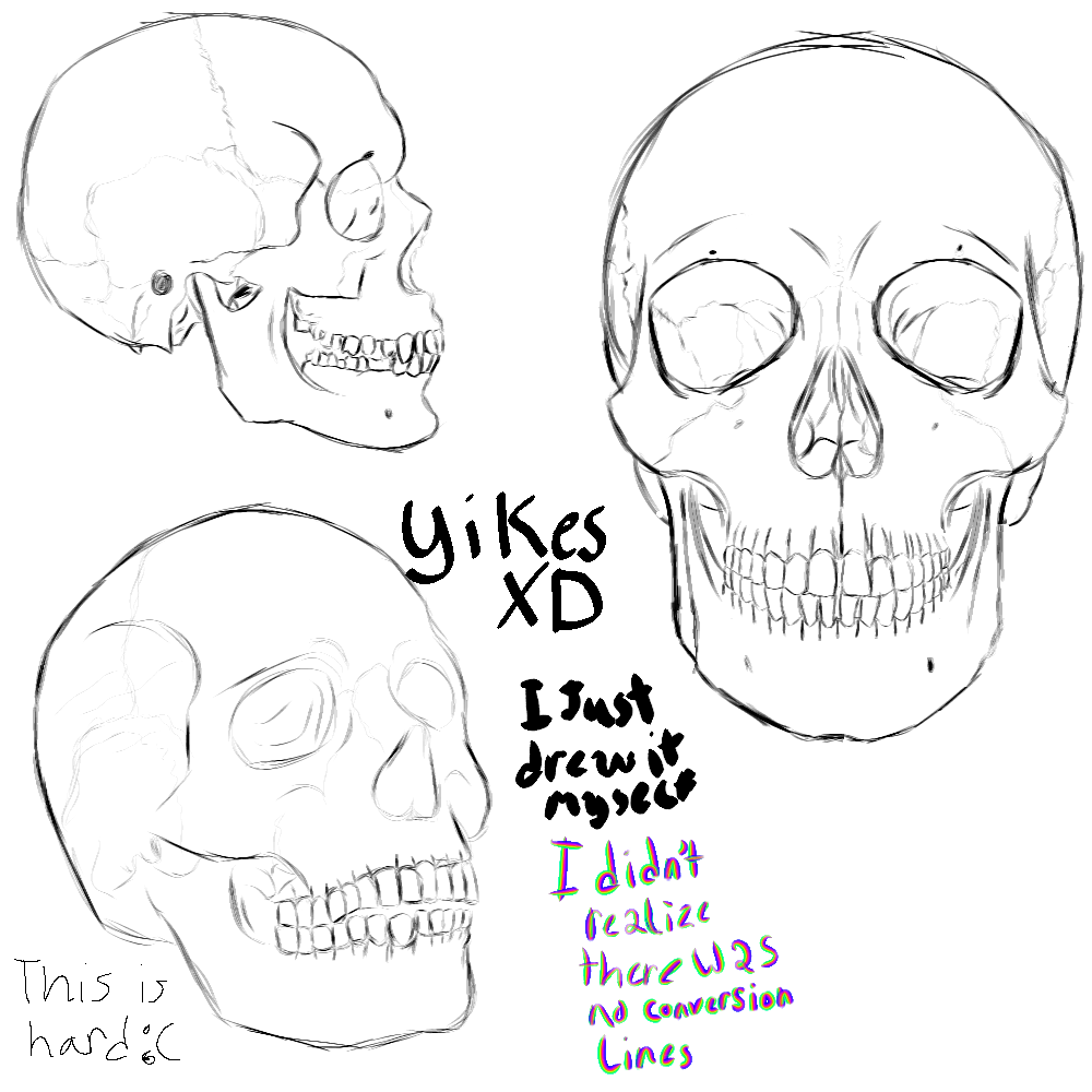 Skull practice and question - ibisPaint