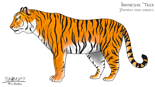 Indonesian Tiger