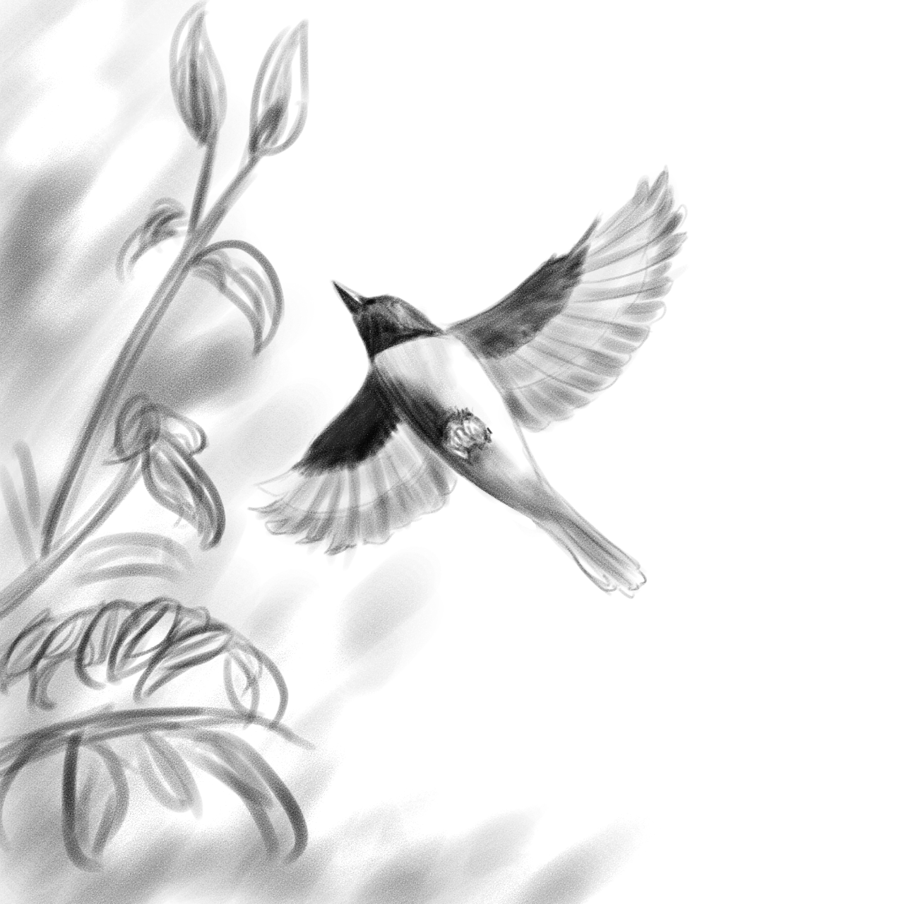Chim Hồng Tước - Minivet - ibisPaint