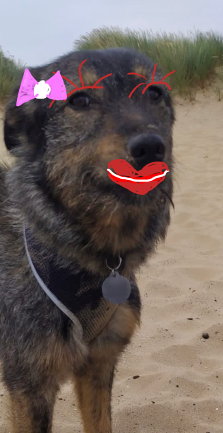 My friends dog ;)
