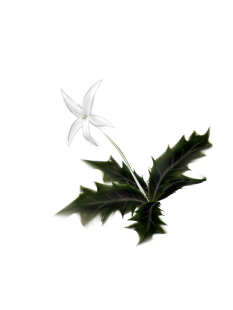 isotoma longiflora