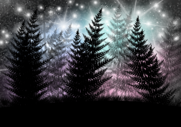 Night in the forest