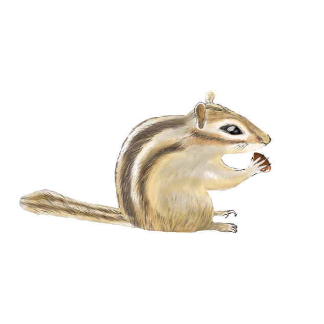 シマリス