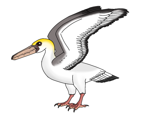 Pelagornis chilensis