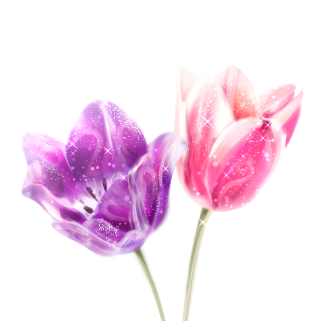 Spring Tulips