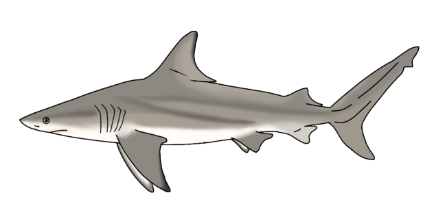 Bull Shark2