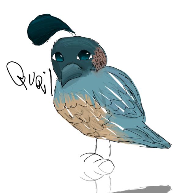 Quail