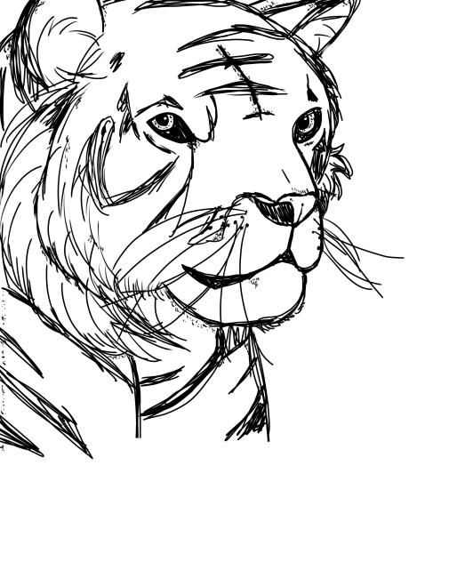 Tiger Sketch