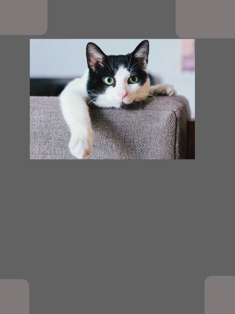 Kitty 2