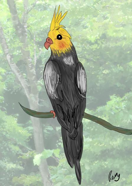 Cockatiel 🐓🪶