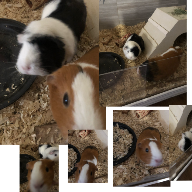 Can someone know what are these pets
