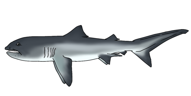 Megamouth Shark render