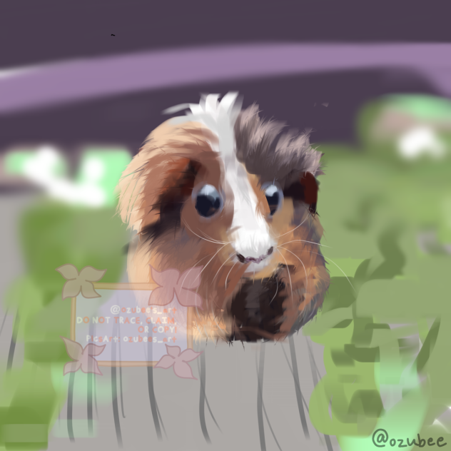 !~Guinea Pig~!