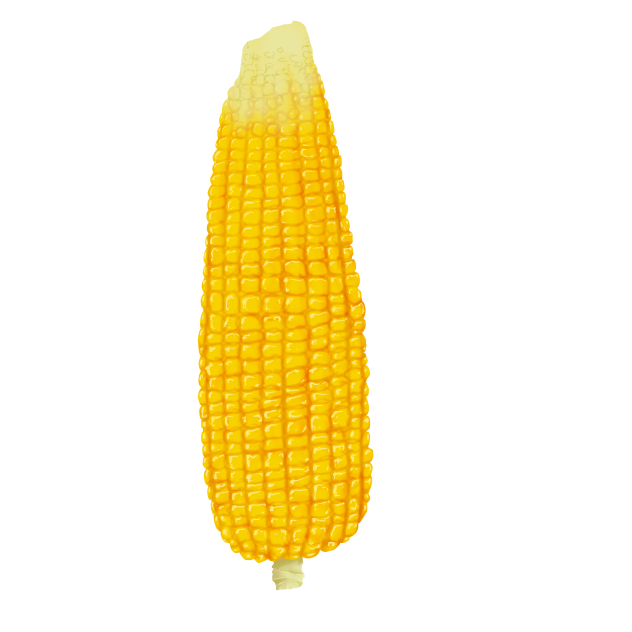 the corn