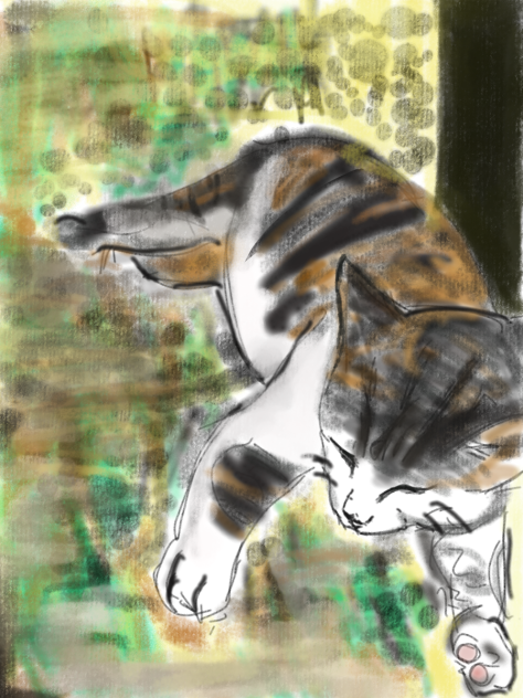 猫　ズンちゃん