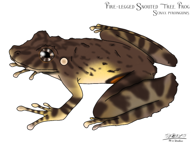 Scinax pyroinguinis