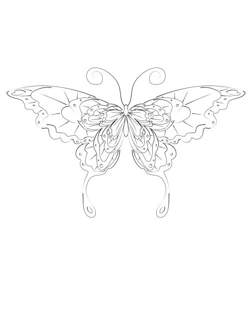 Butterfly