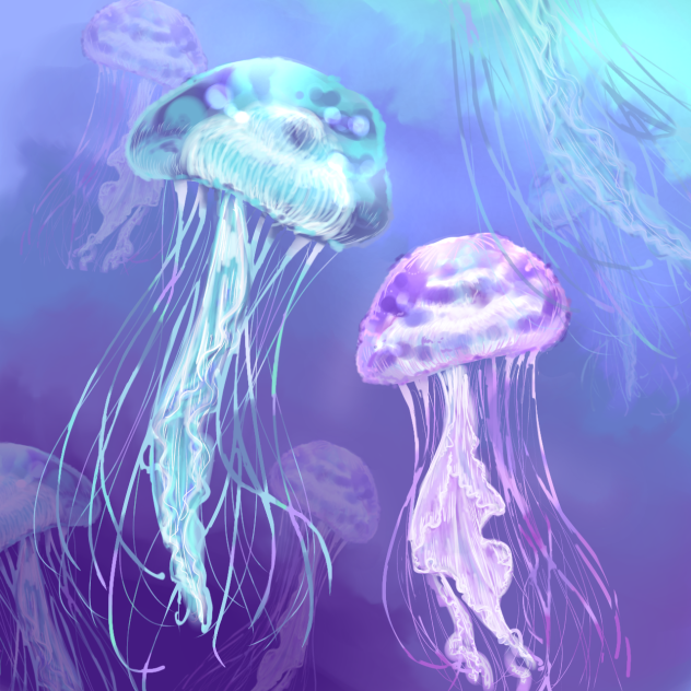 クラゲ