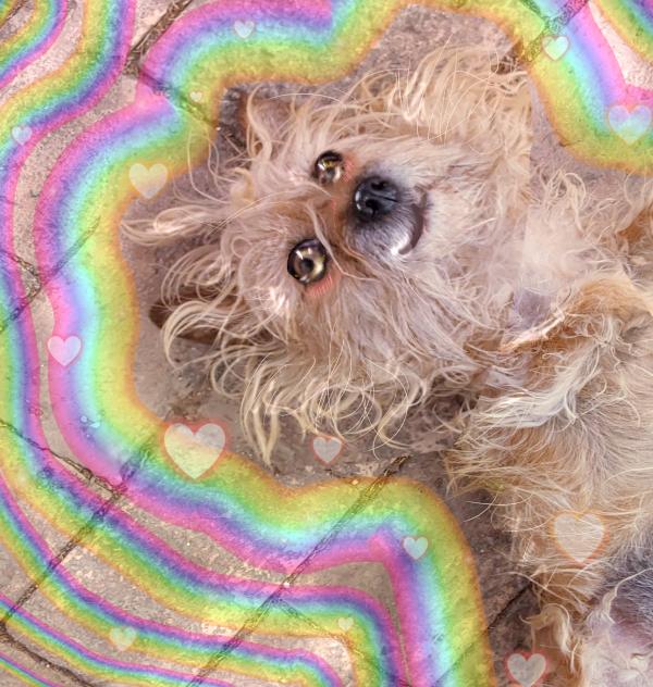 my dog Rita🩷