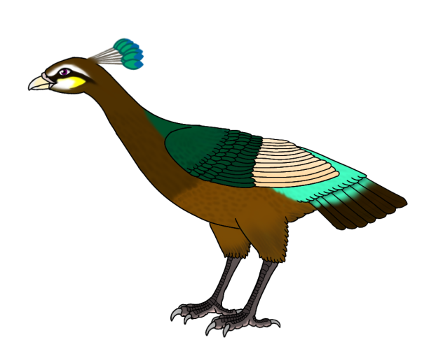 Great Peacock-Dove female2