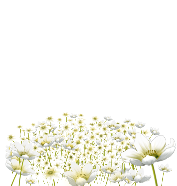 white cosmos
