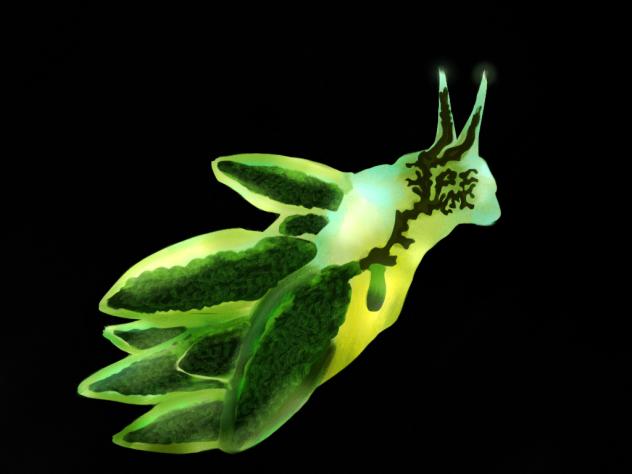 succulent leaf bunny nudibranch