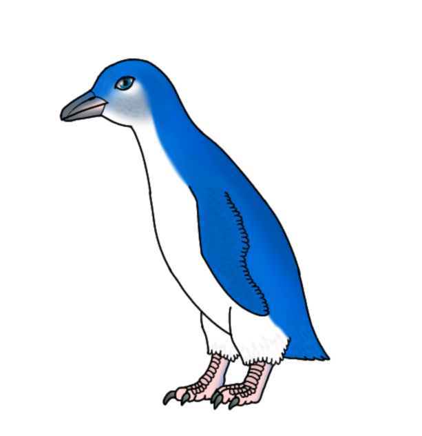 Australian Little Penguin