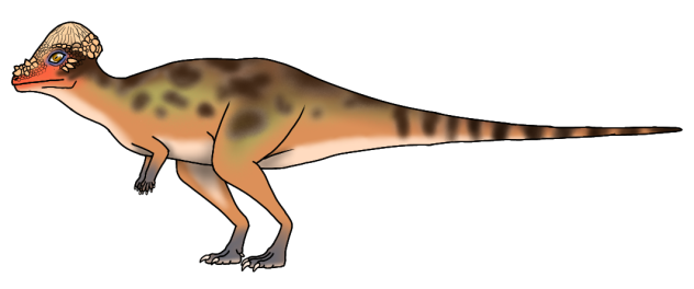Pachycephalosaurus wyomingensis rn