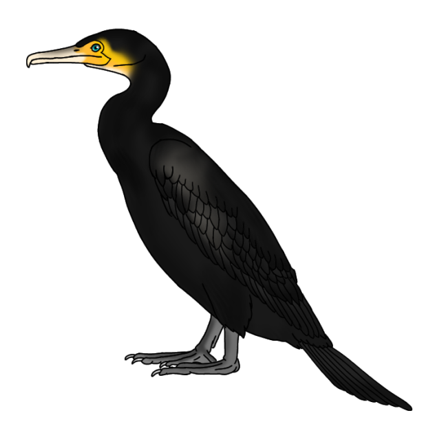 Great Cormorant
