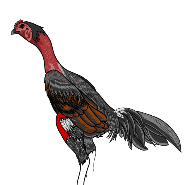 vector ayam jago.