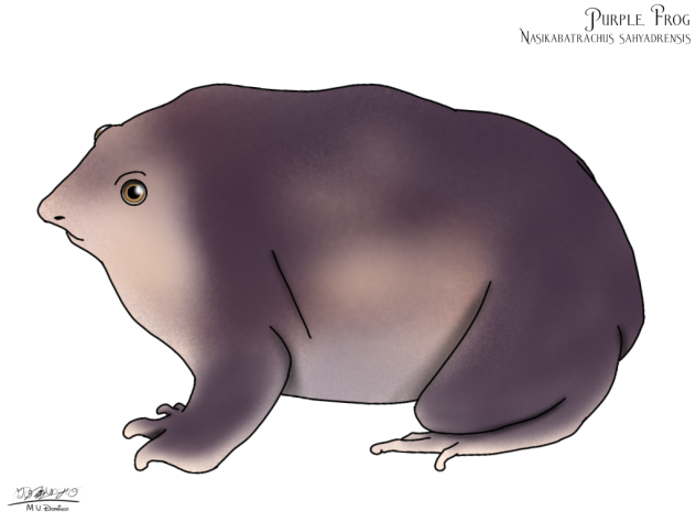 Purple Frog