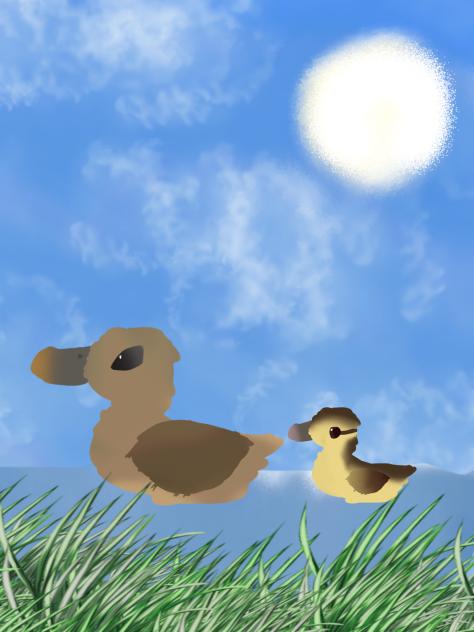🦆Ducks🦆