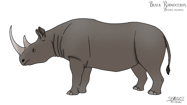 Black Rhinoceros