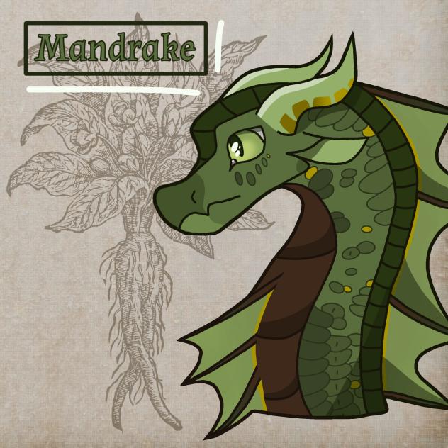 Mandrake