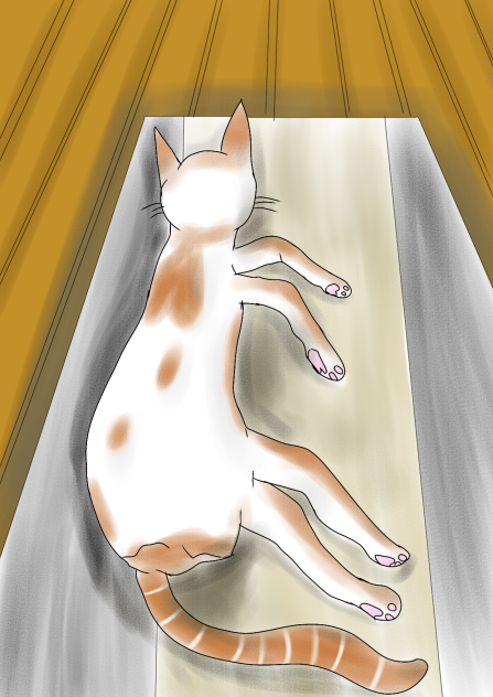 ねこ寝てました
