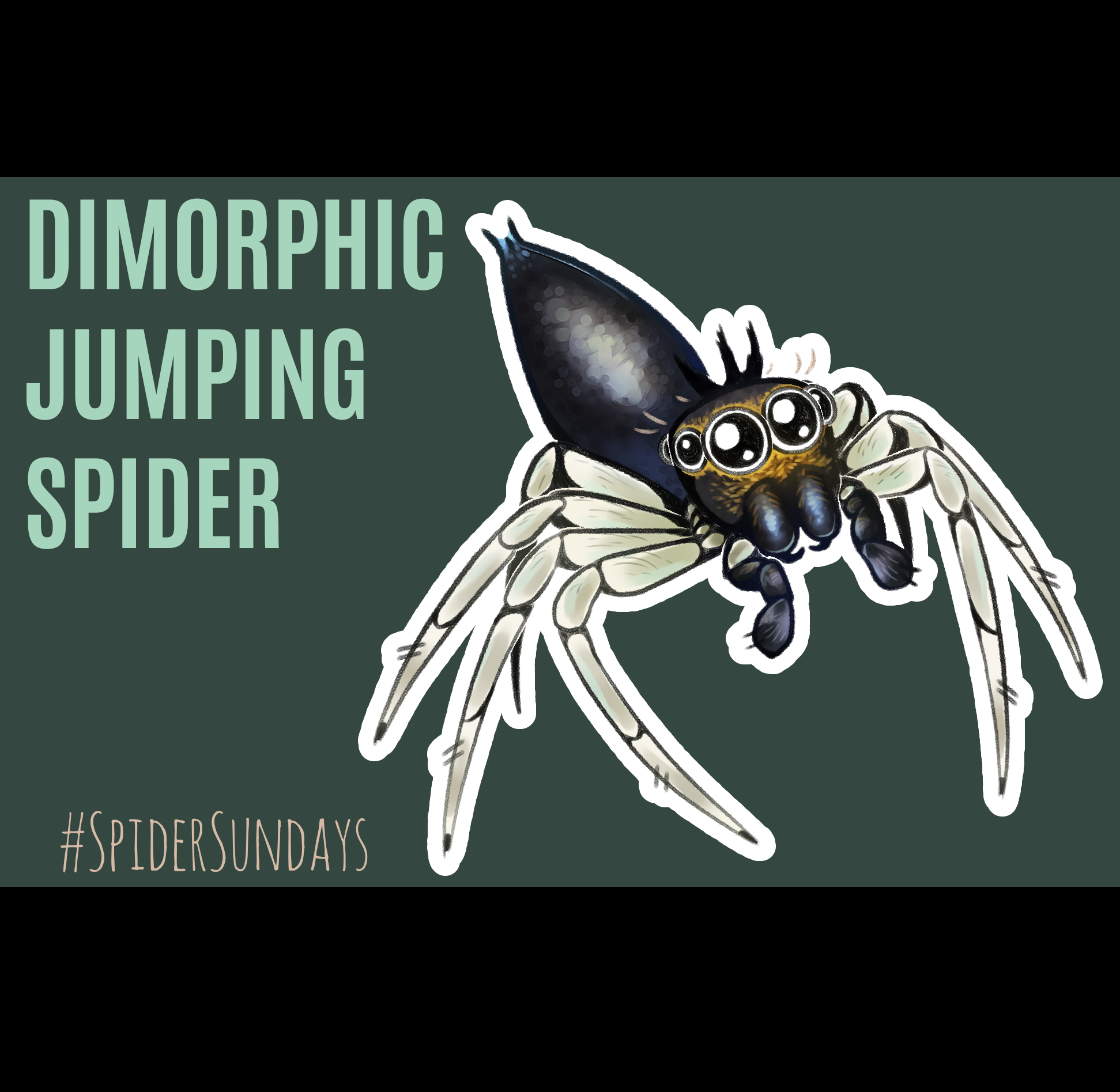 Spider Sundays #22 - ibisPaint